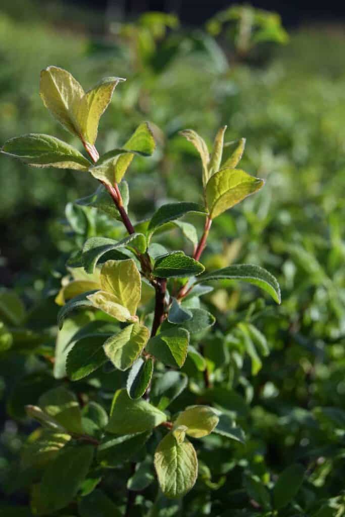 Prunus spinosa 40-60 cm